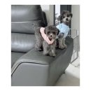 정산동물병원 | [강아지 폐동맥 협착 수술 후기] 선천적 진단부터 회복하기까지 : 솔직 경험담/공유