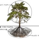 큰솔조경나무병원