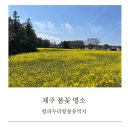 항몽유적지 | 제주 봄꽃 명소 유채꽃 벚꽃 항파두리항몽유적지