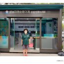 시청 소나무 이미지