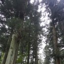 편백나무숲 이미지