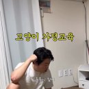 아빠의 엄격한 고양이 가정교육 이미지