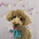 쁘띠앤독 이미지