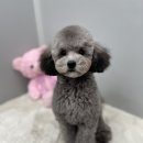 벨라 펫샵 이미지