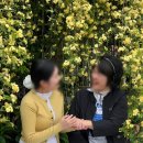 장미1길 | 김해 장유 노란색 목향장미 개화상황<카페휘게>추천메뉴+재방문후기