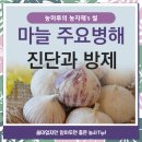 단포반점 | [마늘] 주요 병해 9가지의 진단과 방제법!