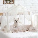 하우스독 이미지