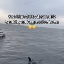 Sea Lion Gets Absolutely﻿ Sent by an Aggressive Orca 이미지