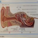 귀의 구조:외이,중이,내이- 속시원하게 풀어보는 이비인후과질환 -안회영참고문헌 (평택딜라이트보청기) ***-****-**** 이미지