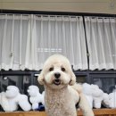 당진애견미용학원