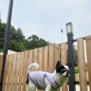 누리다 애견펜션 이미지