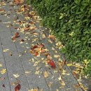 해밀유치원 이미지