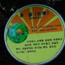 홍귤 이미지