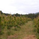 보광농원 이미지