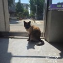 미요옹실