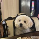 아름답개 이미지