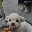 캄애견미용학원 네이버블로그