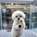 플레이독 이미지