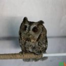 전남야생동물구조관리센터 이미지