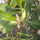 은혜과일 이미지