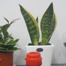 맥주랑먹태 이미지