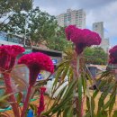 맨드라미 화단 이미지