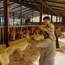 황토한우농장 이미지