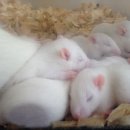 덕정농장3 이미지