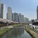 충훈2교옆_서 | 2026 서울 강북 우이천 벚꽃 개화현황 포토스팟 총정리
