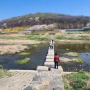 충훈공원 옆 | 벚꽃 엔딩 - 안양충훈 벚꽃길