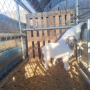 다미농원 이미지