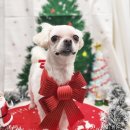 항동푸른숲동물병원 이미지