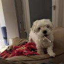 뽀dog | 별별 : 금천구 강아지 부분 미용 / 위생 미용 후기