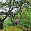 게으른 악어 이미지