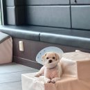 바비애견미용 | 하루 맡기고 나서 더 믿음 생긴 울산애견유치원 바비브라운 후기