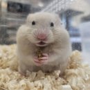 토리샵 이미지