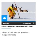 경보사슴 이미지