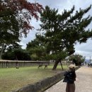 (주)어썸블루 | 11월 겨울 여행코디 소비기록 (어썸니즈 벨보이 모자 / 코이세이오 / 탈리타 원피스 / 스무드무드...