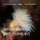 다이브올레 | 제주도 펀다이빙 스쿠버다이빙 체험 자격증 가격 샵 추천 율랜드 다이브센터