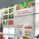 대구농원 | 대구딸기체험 왜관 세이베리 딸기농원 대구아이랑 딸기체험 내돈내산 솔직후기