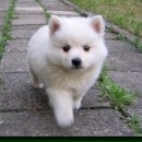 강아지세상 고양이세상 이미지