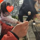 정원농장 | 감동인곳❤️ 알짜배기만 가득! 아기 체험농장 &#39; 안데르센정원&#39; 대추천 후기🐰(저 또갈거예요.. 궁서체 등판!)