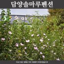 담양솔마루