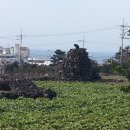 골왓마을방사탑 1호 | 골왓마을방사탑1호 (골왓마을防邪塔1호)