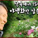 모란홍천