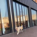 레오나르독 이미지