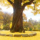 말하는 은행나무 이미지