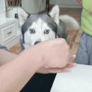 피터팬전자 이미지