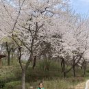 방화근린공원 꿩고개유아숲체험원. 아이랑 가볼만한 곳. 벚꽃 구경도 함께