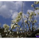 광양이야기 이미지